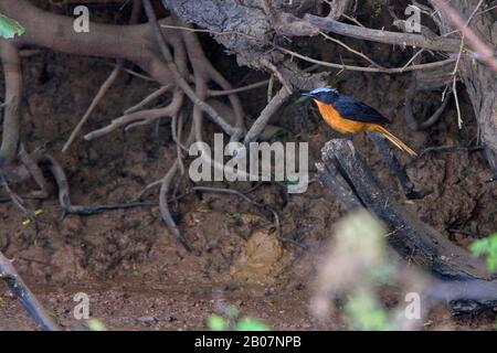 Robin-Chat (Cossypha albicapilla), couronné de blanc, perché dans la sous-croissance sur la rive du fleuve Gambie, Gambie. Banque D'Images