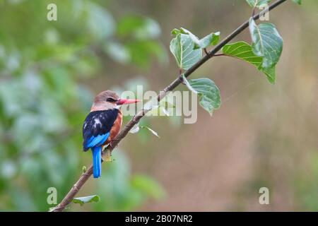 Kingfisher à tête grise, (Halcyon leucocephala), perché sur une branche, Gambie. Banque D'Images