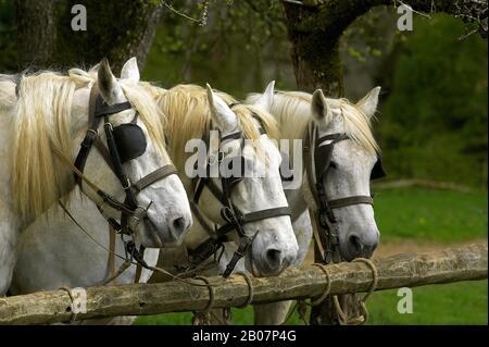 Chevaux de trait Percheron, une race française Banque D'Images