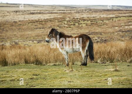 Exmoor Ponies élevé sur Exmoor, Somerset, Angleterre Banque D'Images