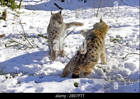 Lynx européen, lynx felis, adultes luttant dans la neige Banque D'Images