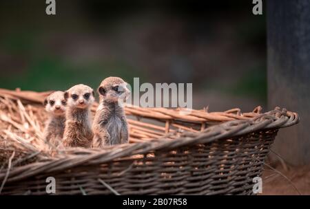 Zoo De Cologne, Allemagne. 19 février 2020. Les trois jeunes méerkat s'assoient sous une lampe thermique au zoo de Cologne. Les jeunes animaux peuvent maintenant être vus à l'enceinte des petits prédateurs dans le coin d'entrée du zoo. Ils sont nés à la mi-janvier 2020 dans les grottes souterraines de l'enceinte de la mère 'Babetje'. Adapté au carnaval, les méerkats sont donc le 'triumvirate animal' du zoo de Cologne. Photo: Fabian Strauch/dpa Credit: DPA Picture Alliance/Alay Live News Banque D'Images