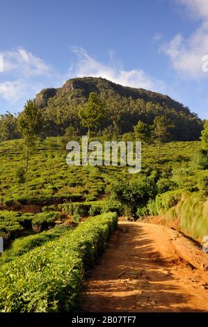 Sri Lanka, Nuwara Eliya, plantation de thé, route rurale et mt Pedro, la plus haute montagne au Sri Lanka Banque D'Images