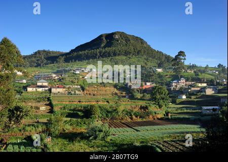 Sri Lanka, Nuwara Eliya, champs cultivés et mt Pedro, la plus haute montagne au Sri Lanka Banque D'Images