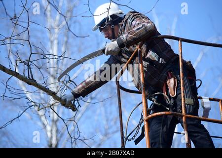 Arbre d'élagage arboricien avec une scie à main à l'aide d'un pont élévateur monté sur camion. 10 Février 2020. Kiev, Ukraine Banque D'Images