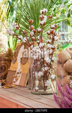 Branches sèches de coton naturel avec des chaussures à maturité dans un vase en verre. Récolte du coton et de son utilisation, la skéine de fil de ficelle, la décoration du coton TH Banque D'Images