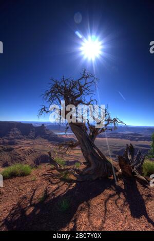 squelette d'un arbre mort sur le plateau du canyon surplombant le fleuve colorado. Banque D'Images