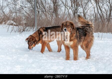Deux grands grands chiens rouges marchant sur une zone enneigée Banque D'Images