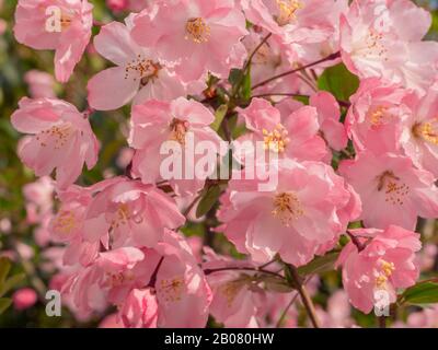 Gros plan de fleurs de pêche roses colorées le jour ensoleillé Banque D'Images