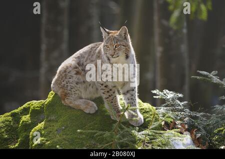 Europaeischer Luchs (Lynx lynx) Banque D'Images