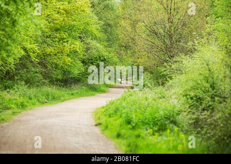 Un ancien chemin de fer est maintenant transformé en sentier à travers la forêt de Dean, Gloucestershire, Angleterre Banque D'Images