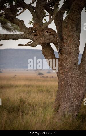 Le léopard mâle se trouve somnoly sur la branche de l'arbre Banque D'Images