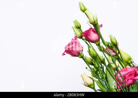 Beau rose et blanc vert sur le fond blanc. Espace de copie. Place pour le texte ou la publicité. Mariage ou bouquet de la femme. Bourgeons non ouverts. Banque D'Images