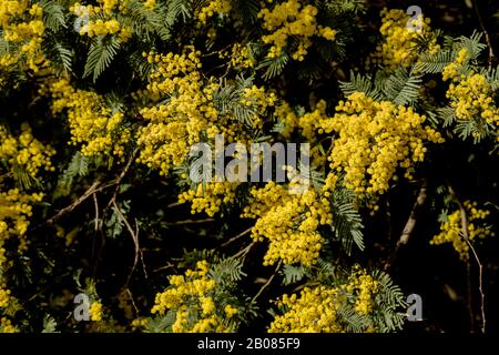Fleurs jaunes d'acacia dealbata en fleurs Banque D'Images