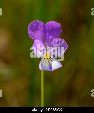 Viola tricolore, aussi connue sous le nom de Johnny Jump up, heartsease, la facilité du coeur, le plaisir du coeur, tickle-my-fantaisie, Jack-saut-up-et-kiss-me, venez-et-cuddle-moi Banque D'Images