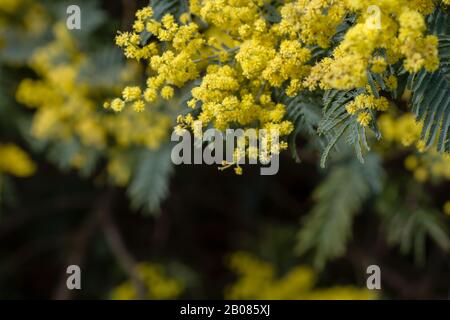 Détail de l'acacia dealbata en fleurs Banque D'Images