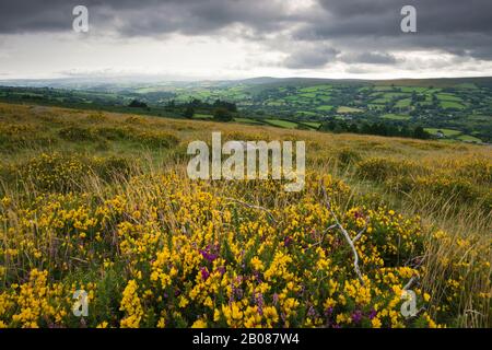 Gorse et bruyère sur Bonehill Vers Le Bas à la fin de l'été dans le parc national de Dartmoor, Devon, Angleterre. Banque D'Images