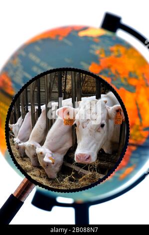 Vaches en étable de l'éleveur de bétail vu à travers une loupe tenu contre allumé globe terrestre Banque D'Images