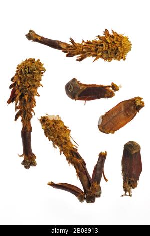 Cônes de PIN écossais (Pinus sylvestris) dépouillés de l'écureuil rouge (Sciurus vulgaris) sur fond blanc Banque D'Images