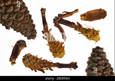 Cônes de PIN écossais (Pinus sylvestris) dépouillés de l'écureuil rouge (Sciurus vulgaris) sur fond blanc Banque D'Images
