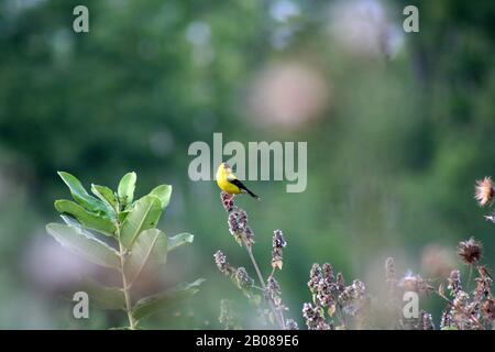 Chardonneret jaune Banque D'Images