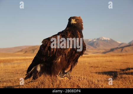 Chasseurs d'aigles d'or et d'aigles en Mongolie, positions au lever du soleil Banque D'Images