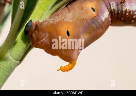 Corne de queue de la chenille du Daphnis nerii ou de la teigne de l'Oleander Banque D'Images