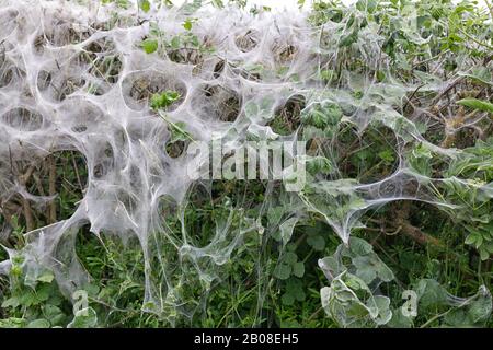 Infestation de la mermine d'oiseaux de cerisier des chenilles éerie web comme des nids Banque D'Images