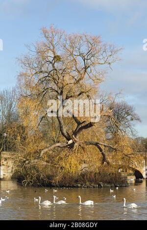 Swans on the River Avon à Stratford upon Avon, Warwickshire Banque D'Images