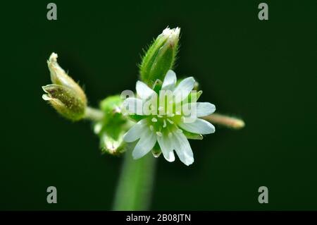 Oreille de souris commune dans la fleur. Dorset, Royaume-Uni juin Banque D'Images