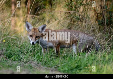 Le renard roux Vulpes vulpes Banque D'Images