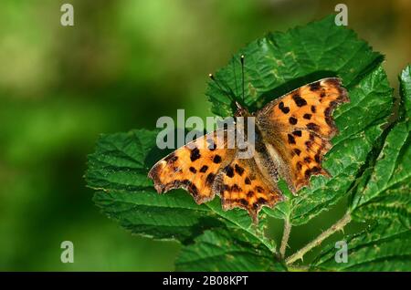 papillon de virgule Banque D'Images