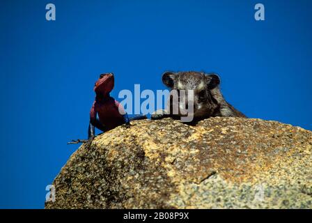 TANZANIE, SERENGETI, KOPJE (FORMATION DE ROCHES), AGAMA LIZARD (HOMME) ET ROCK HYRAX Banque D'Images