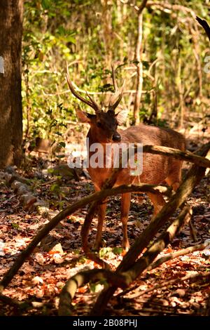 Un cerf de timor dans le parc national de Komodo, Indonésie Banque D'Images