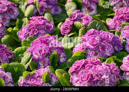 Primula Vulgaris Biélorusse, Lilac Animé Banque D'Images