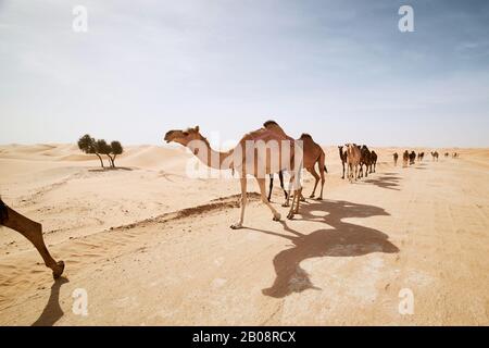 Troupeau de chameaux marchant sur la route du sable contre les dunes de sable dans le désert paysage. Abu Dhabi, Émirats Arabes Unis Banque D'Images