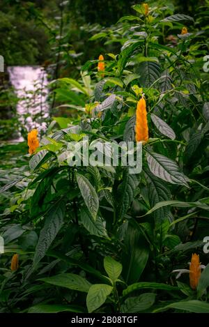 Fleurs Jaunes Tropicales Avec Chute D'Eau En Arrière-Plan Hawaï Banque D'Images