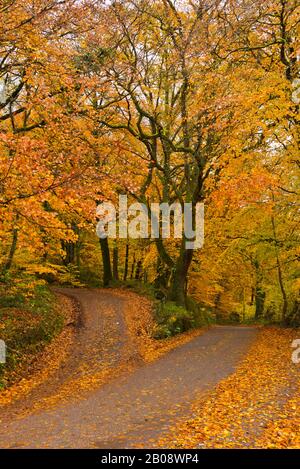 Vue nocturne des arbres sur la route principale de Marsh Bridge, juste au nord de Dulverton, dans le parc national Exmoor, Somerset, Angleterre, Royaume-Uni Banque D'Images