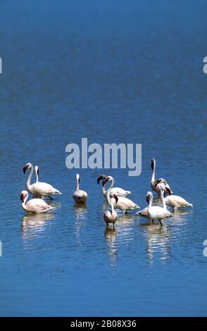 TANZANIE, CRATÈRE DE NGORONGORO, FLAMANTS INFÉRIEURS Banque D'Images