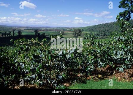 TANZANIE, PRÈS D'ARUSHA, PLANTATION DE CAFÉ, BUISSONS DE CAFÉ Banque D'Images