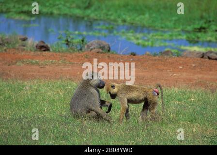 KENYA, PARC NATIONAL D'AMBOSELI, BABOUONS JAUNES (PAPIO CYNOCEPHALUS), HOMMES ET FEMMES Banque D'Images