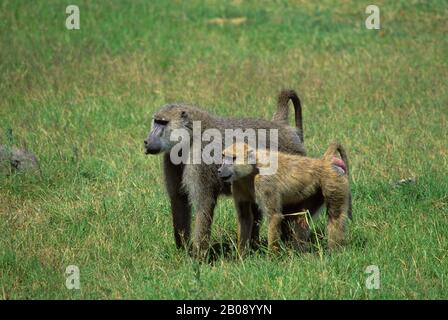 KENYA, PARC NATIONAL D'AMBOSELI, BABOUONS JAUNES (PAPIO CYNOCEPHALUS), HOMMES ET FEMMES Banque D'Images