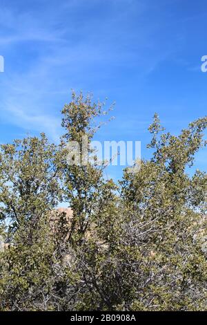 Quercus est un genre de plantes à fleurs de la famille botanique Fagaceae. Communément appelé The Oaks, le parc national Joshua Tree abrite 5 espèces indigènes. Banque D'Images