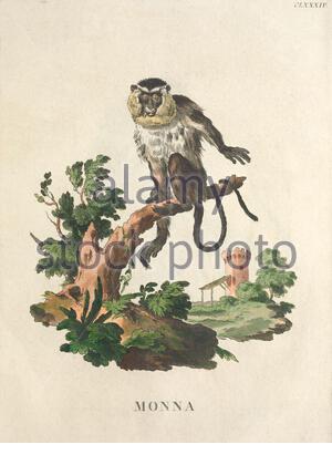 Mona Monkey, illustration de couleur vintage à partir de 1771 Banque D'Images