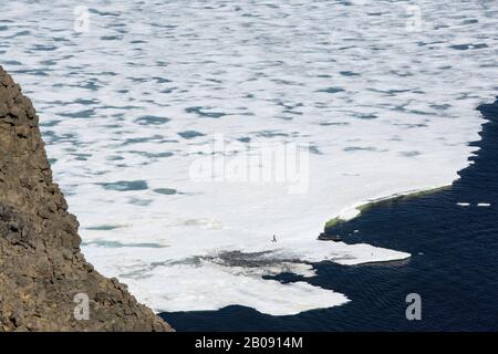 Un guide polaire d'un navire de croisière d'expédition part sur la glace de mer au large de l'île Devil, dans le groupe de l'île James Ross au large de la pointe nord-est de l'Anta Banque D'Images