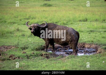 KENYA, MASAI MARA, CAP BUFFALO DEBOUT DANS LA BOUE Banque D'Images