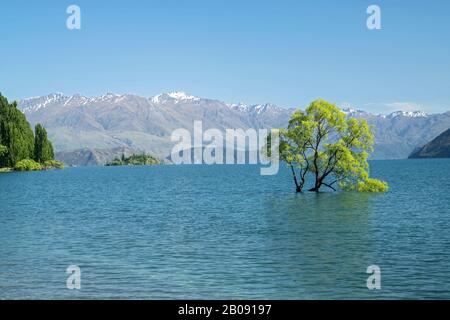 Vue sur le célèbre arbre de Wanaka, dans le lac Wanaka, île du Sud, Nouvelle-Zélande 29 novembre 2019 Banque D'Images