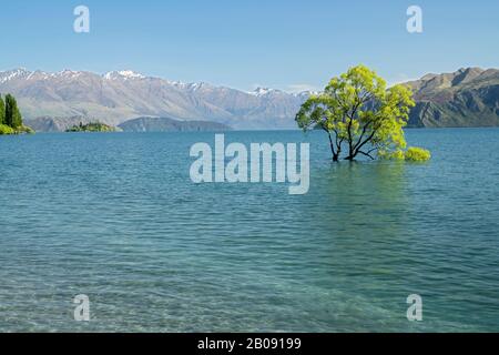 Vue sur le célèbre arbre de Wanaka, dans le lac Wanaka, île du Sud, Nouvelle-Zélande 29 novembre 2019 Banque D'Images