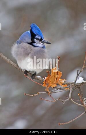 Bleu Jay. Cyanocitta cristata. Parc Provincial Algonquin, Ontario, Canada. Bleu Jay en hiver. Banque D'Images