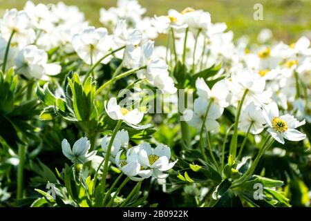 Anemone nemorosa dans les montagnes au printemps, macro de la belle bois anemones fleurs avec un foyer doux. Banque D'Images